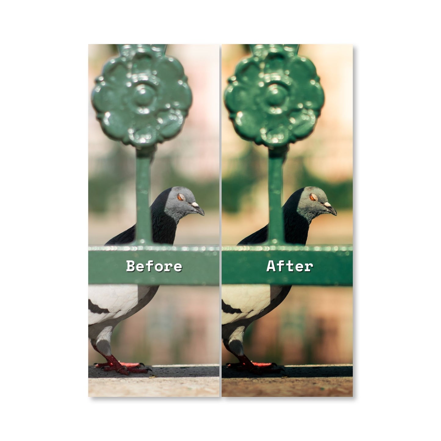 Plaza Preset Pack