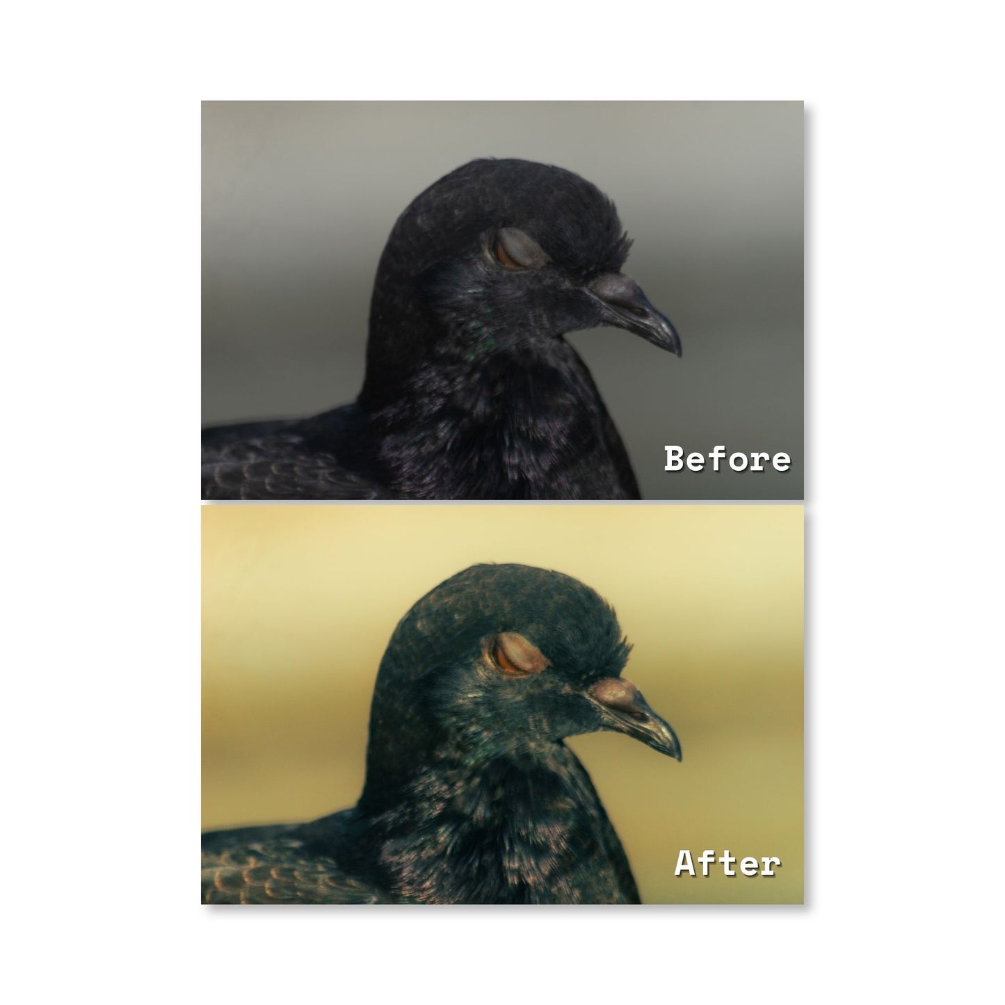 Plaza Preset Pack